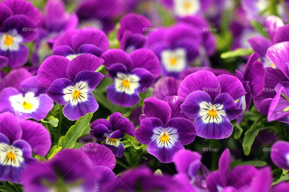 Macro shot of purple flowers