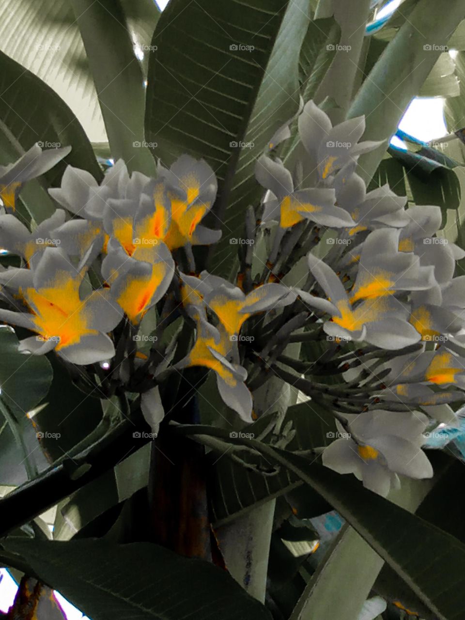 Cambodian flowers that bloom in beautiful colors