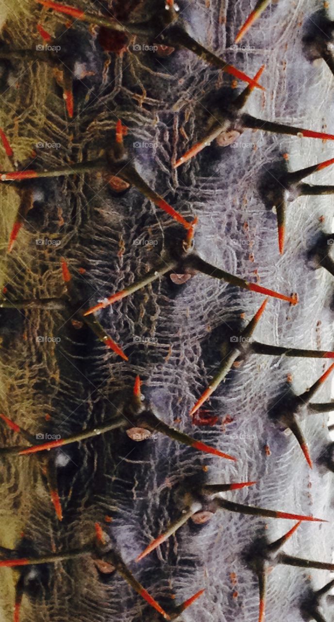 Paco. Close up of an unusual tropical plant.