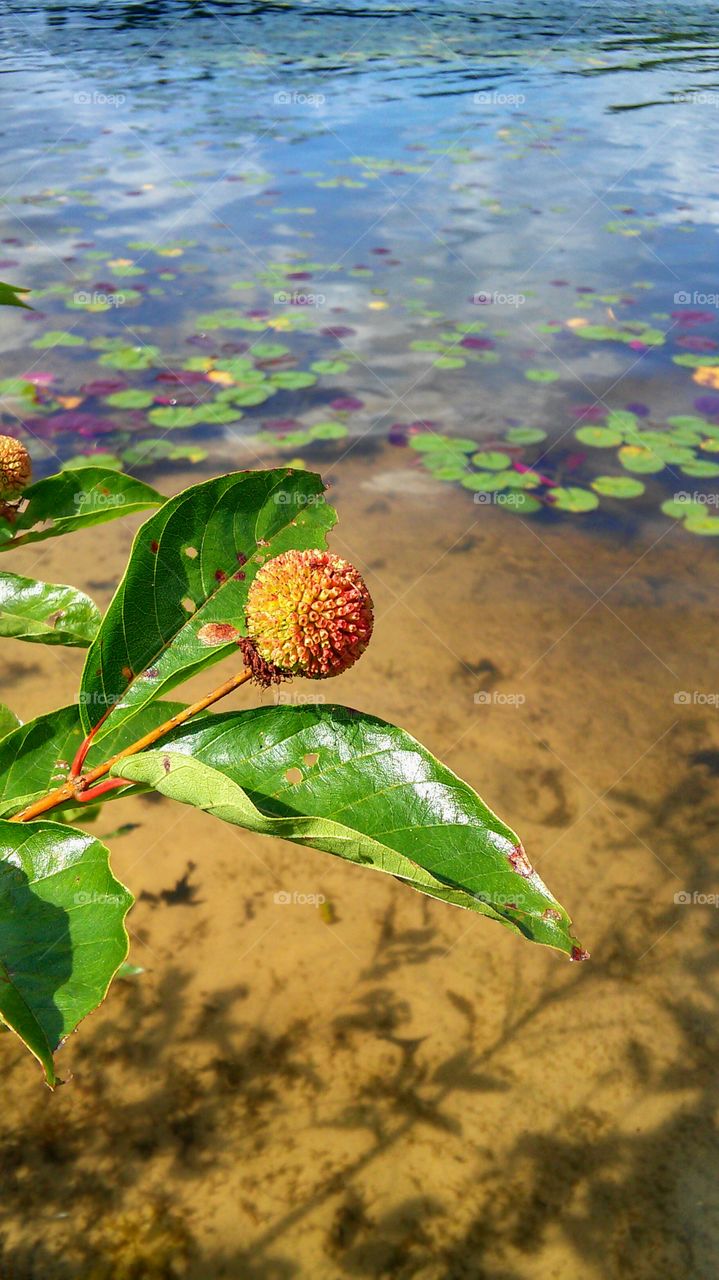 Lake plant life