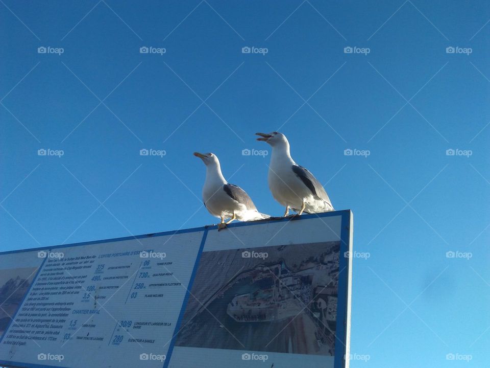 Two seagulls on panel at essaouira city in Morocco