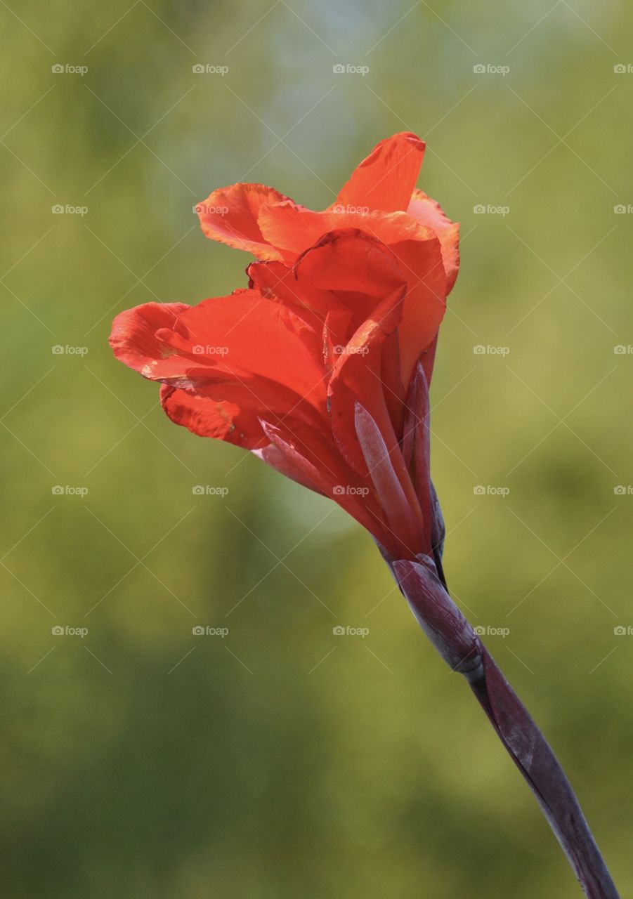 Poppy opening.