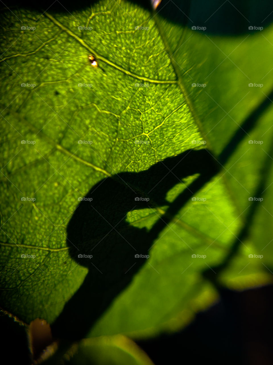 A Most awaited photography.... Best click of mine... MOTH #INDIAN INSECT