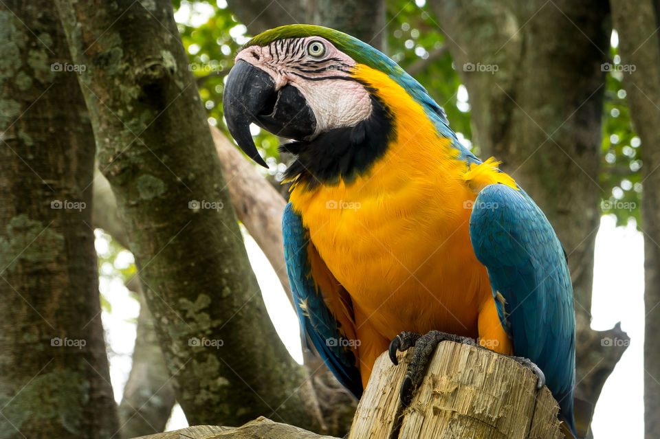 Macaw in Lagoa Rodrigo de Freitas - Rio de Janeiro - Brazil.