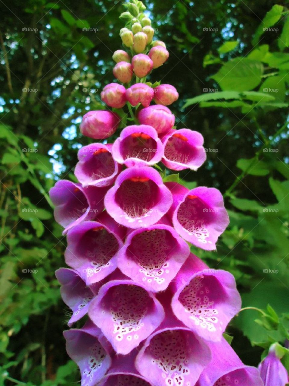Foxy Foxglove