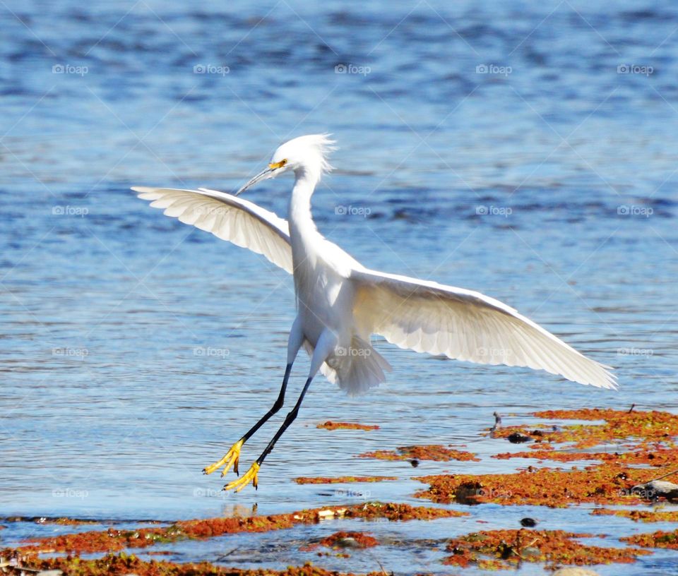 For the Love of bird watch as a white crane flies in for a landing with yellow feet and wings spread wide