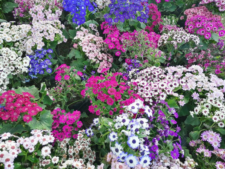 Beauty of Nature Different flower look like Mother Nature . concept of Nature,and beauty.