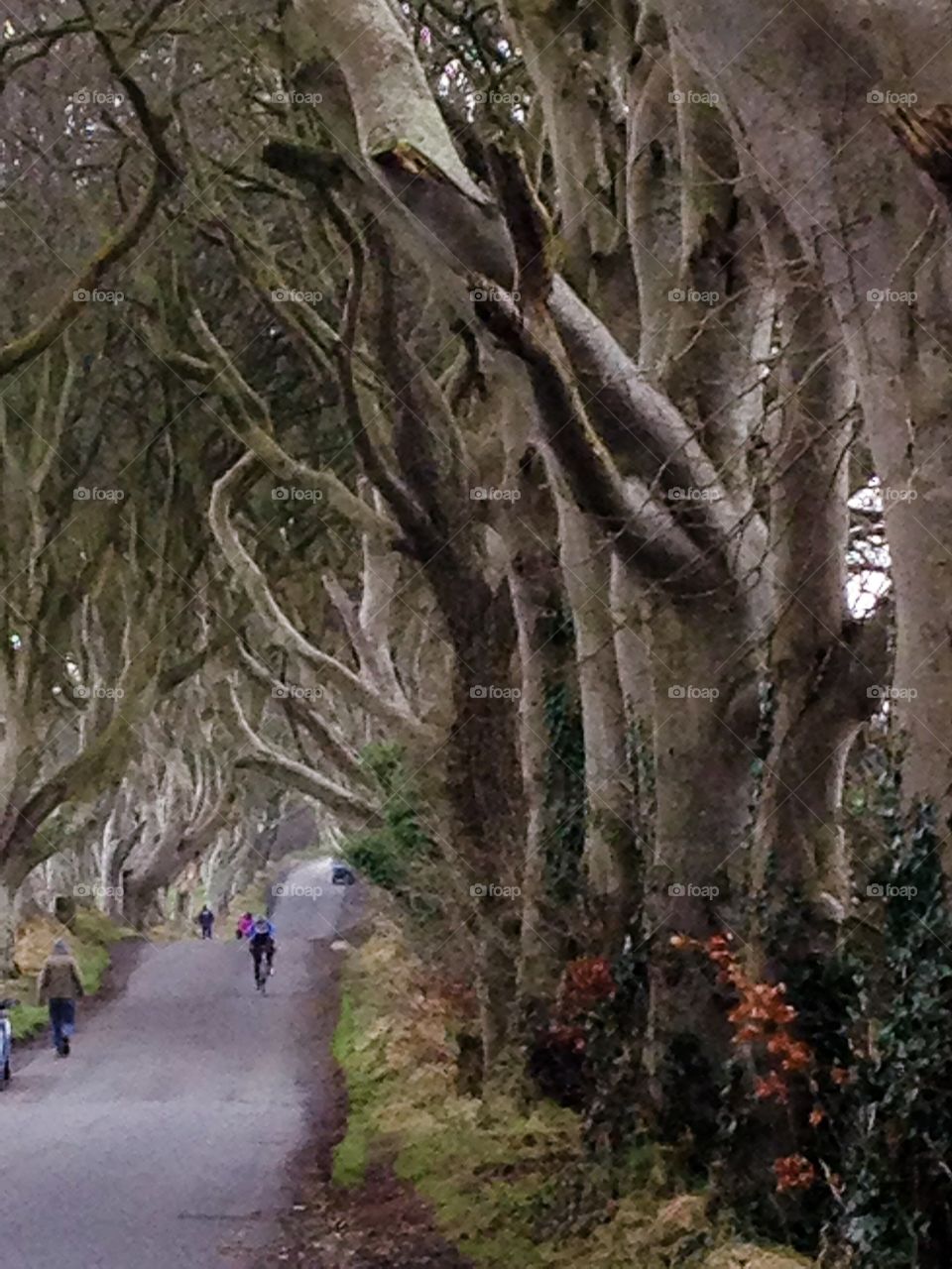 The Dark Hedges Northern Ireland ( Game of Thrones fame)