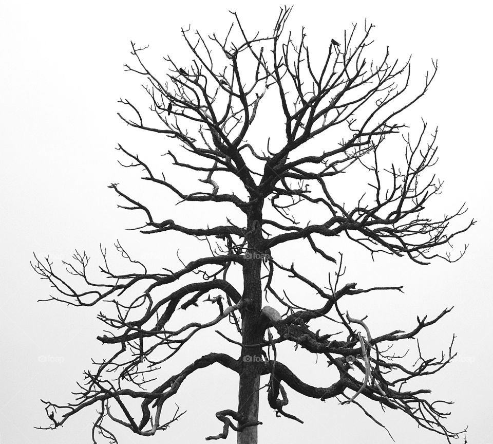 Color vs Black and White Foap Missions - Black and white tree silhouette, home for the birds