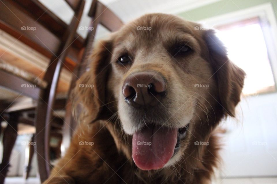 Kitchen Dog