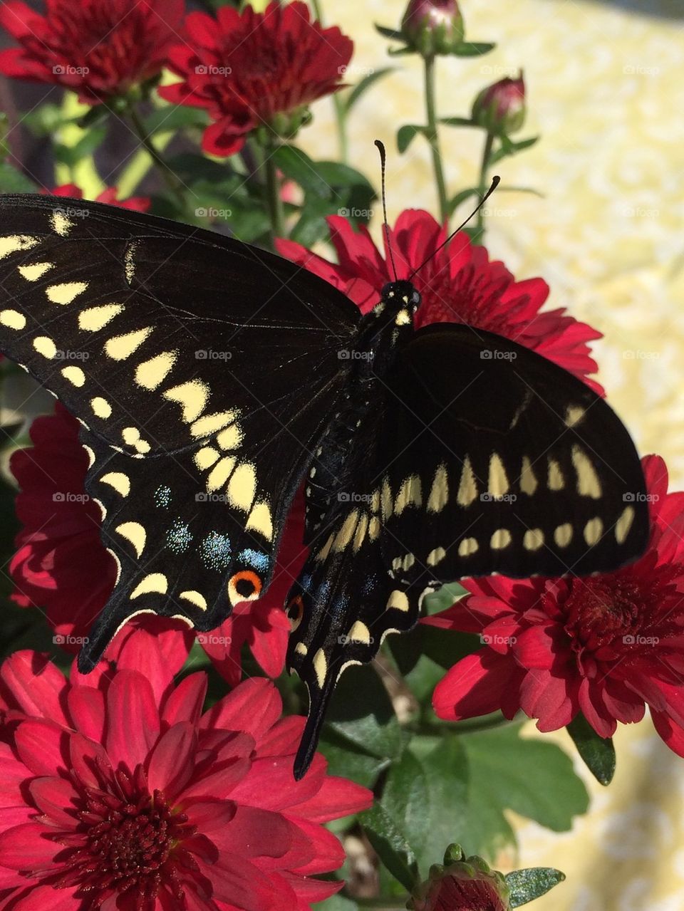 Swallowtail