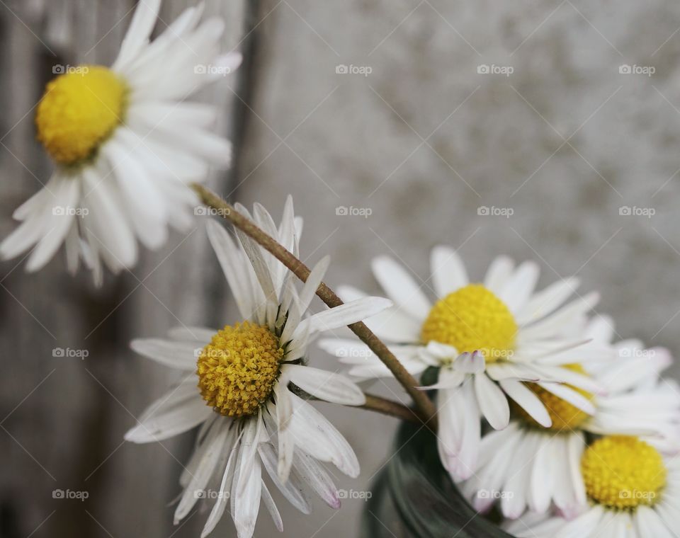 Close-up of daisy flowers