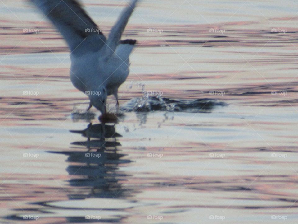a seagull grabs food from the water in flight