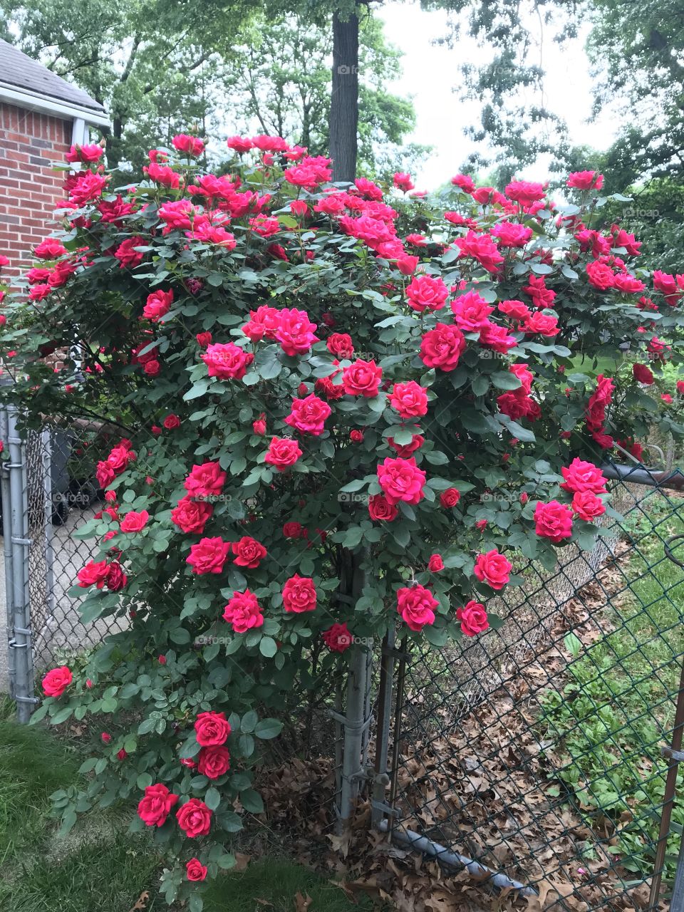 Rose bush 