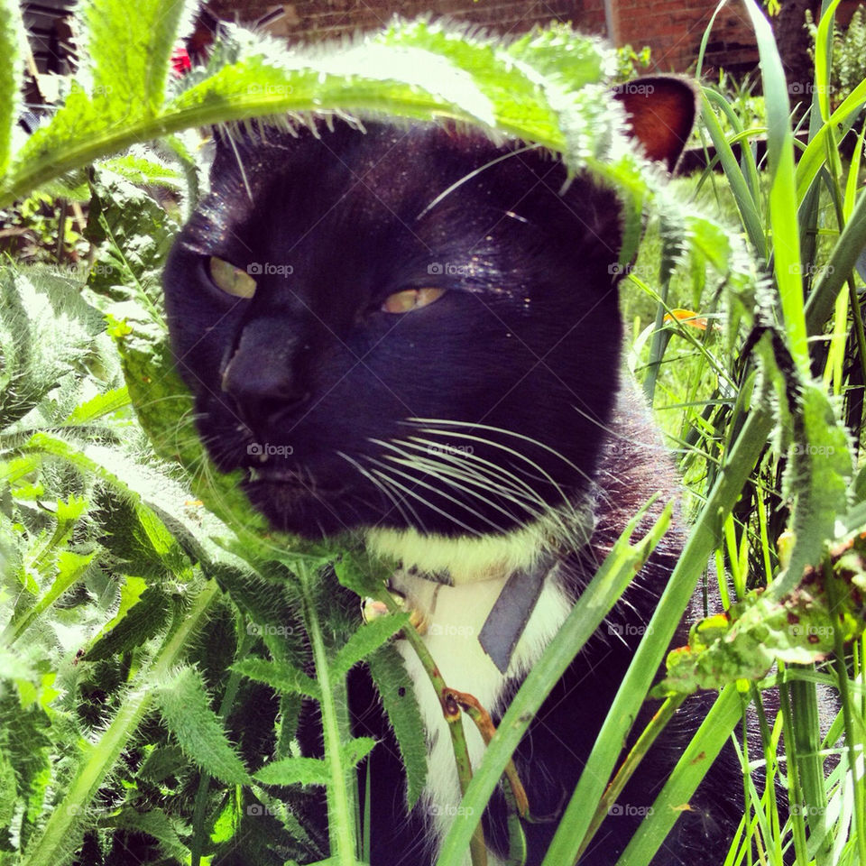 garden cat prowl by sarahlovelocke