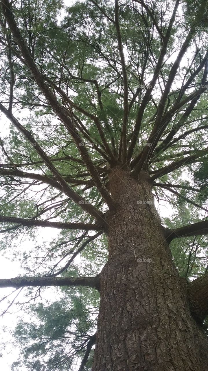 giant pine