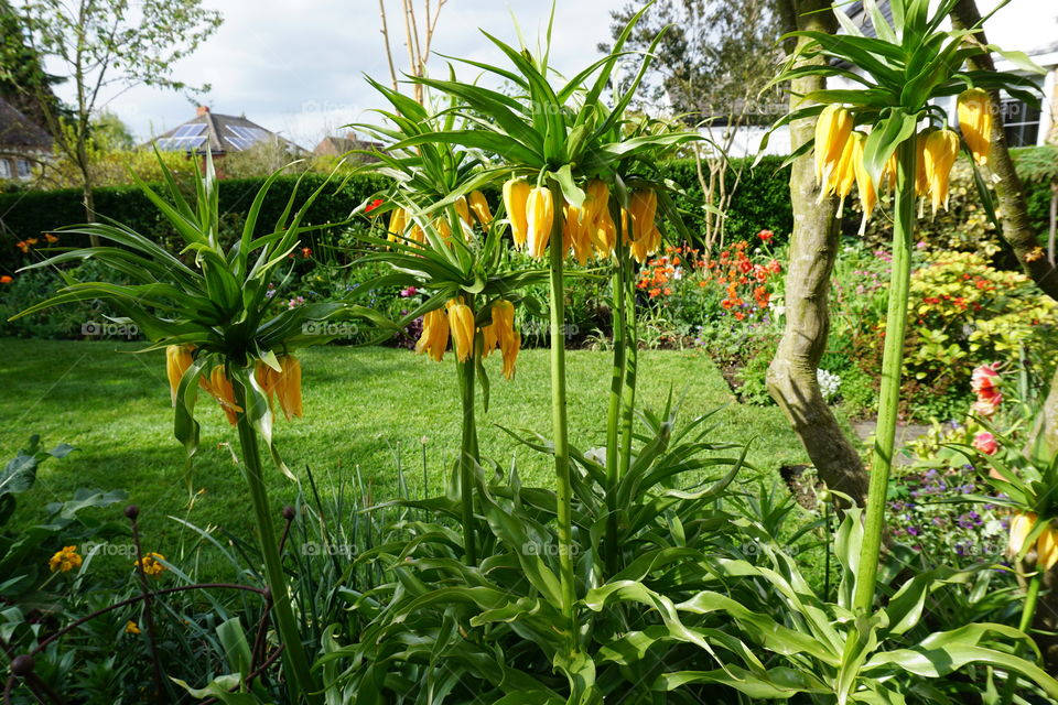 Pretty garden plants 