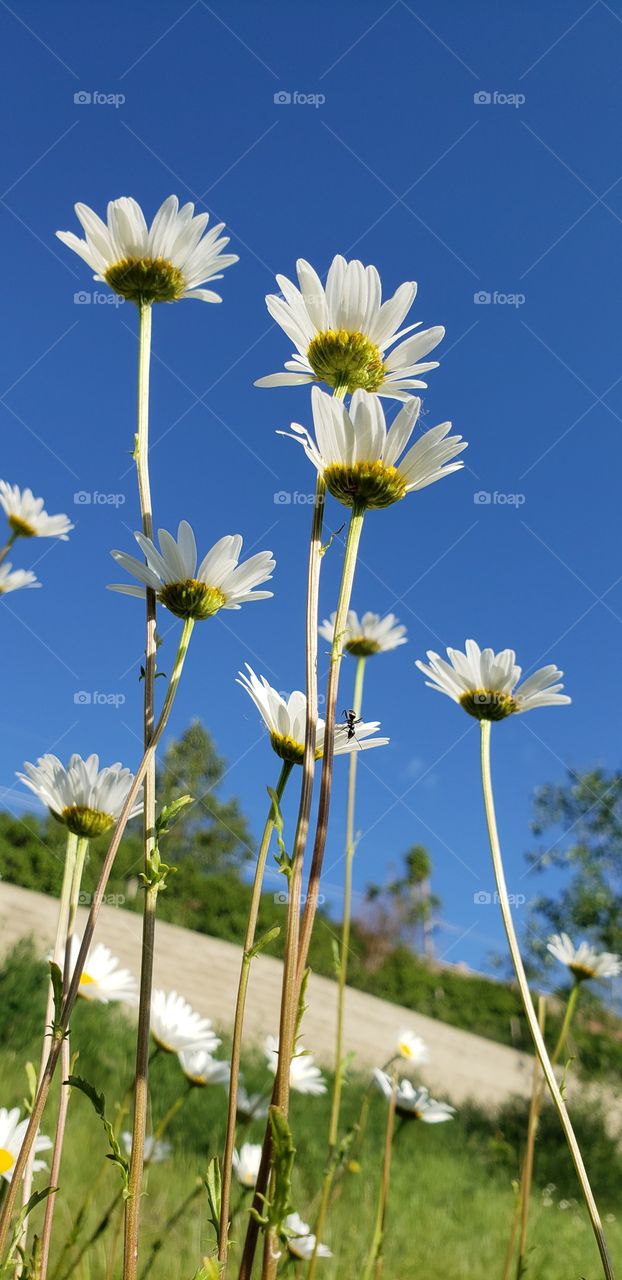 Oxeye daisy flowers are brooming in summer time.
