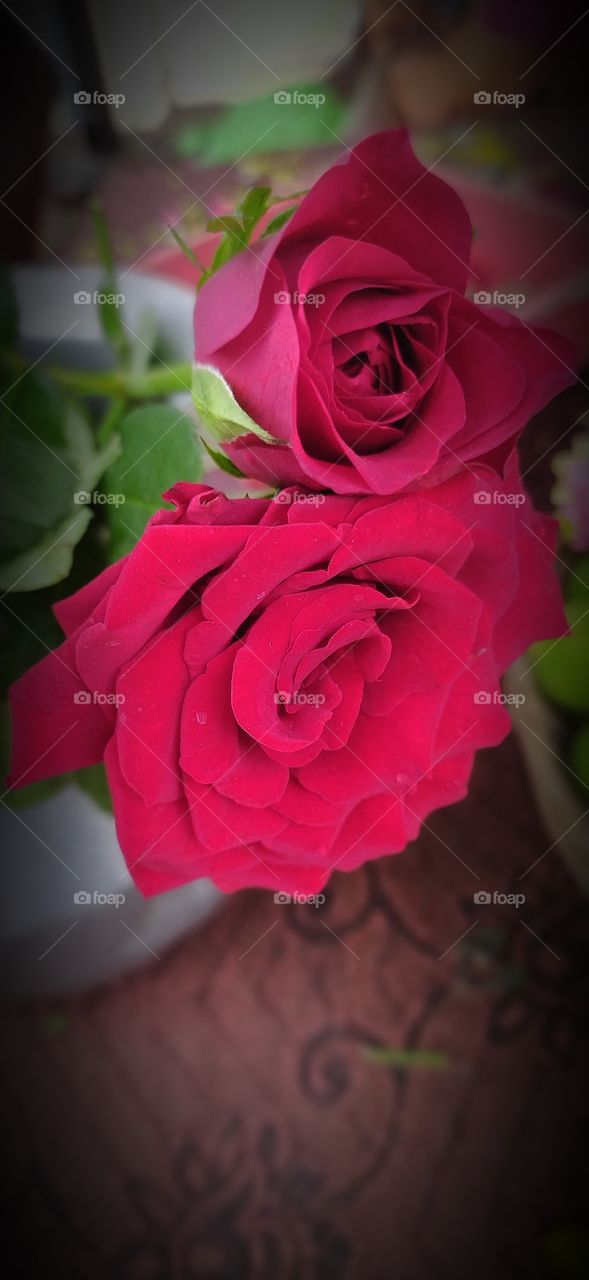 red rose flower