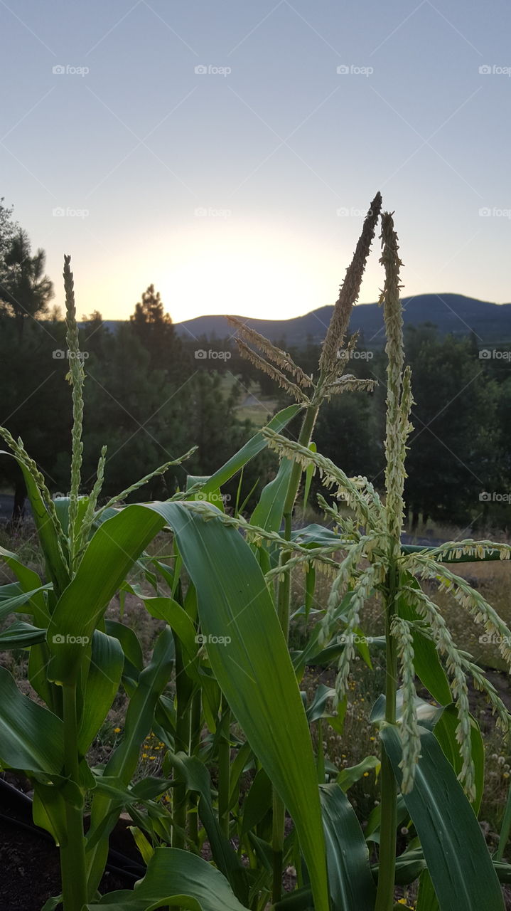 Sunrise in the Field