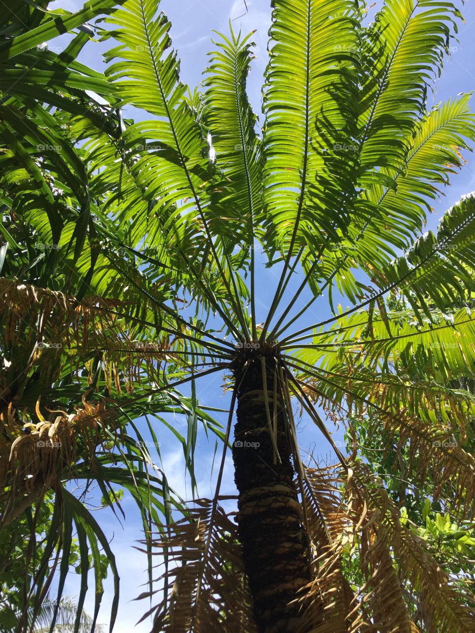 Looking up into a palm tree canopy 