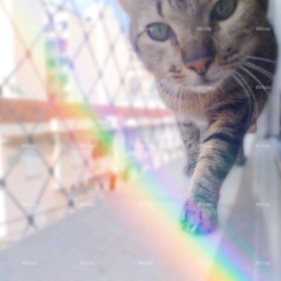 Follow the rainbow 🌈