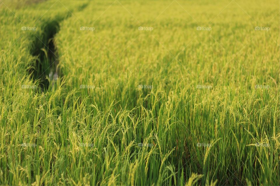 Pathway on green rice 