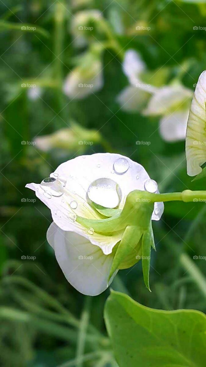 Weisse Blumen im Feld mit Wassertropfen