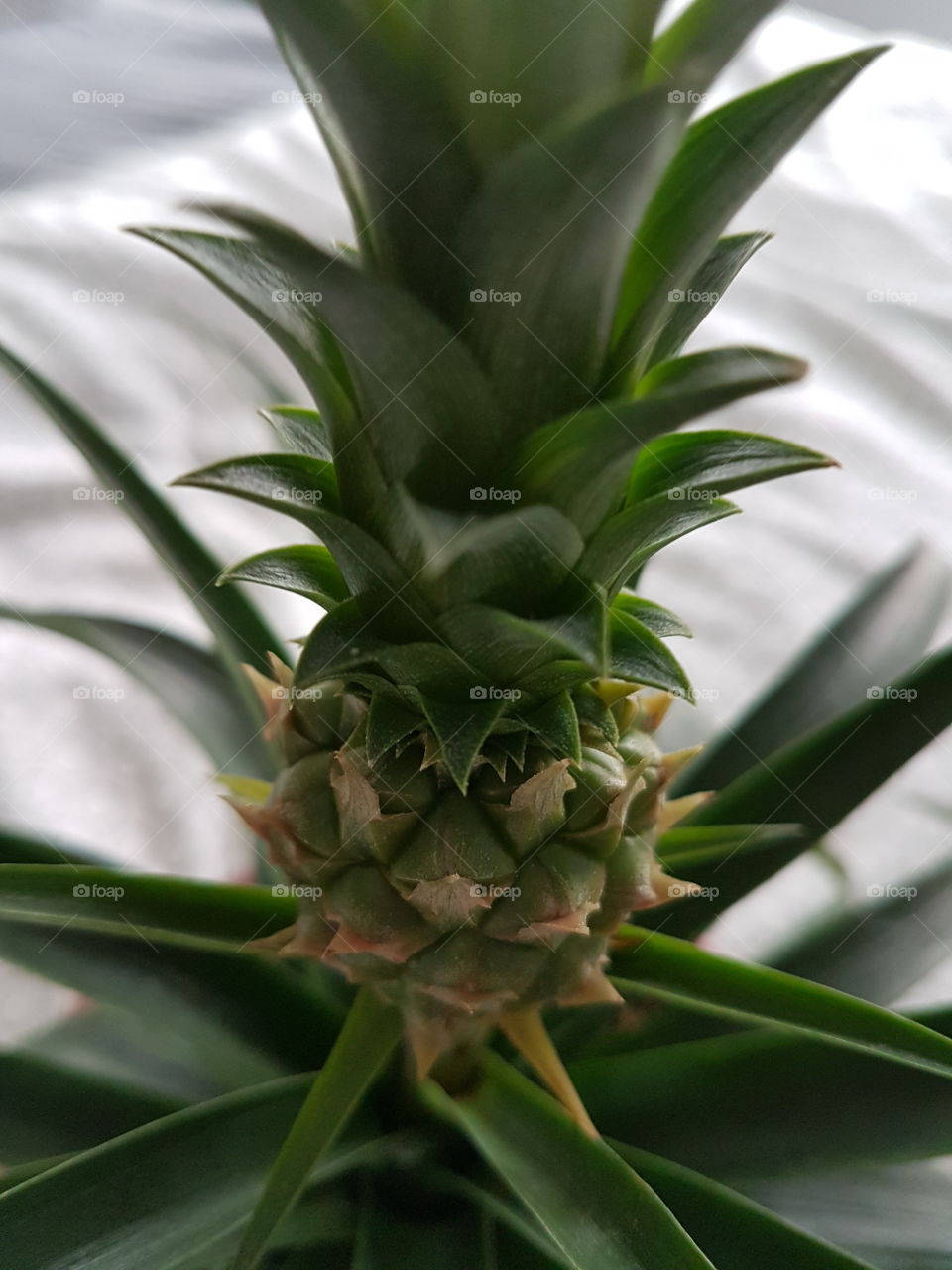 plant ananas