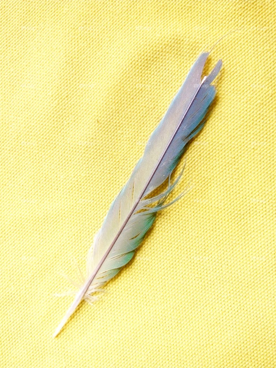 good wing picture,Parrot feather photo,Beautiful photo of feather,An artistic picture of a parrot feather,Wing of an Indian species of parrot,Colorful photo for you,Photo of a feather to cherish,A memorable photo of a parrot feather