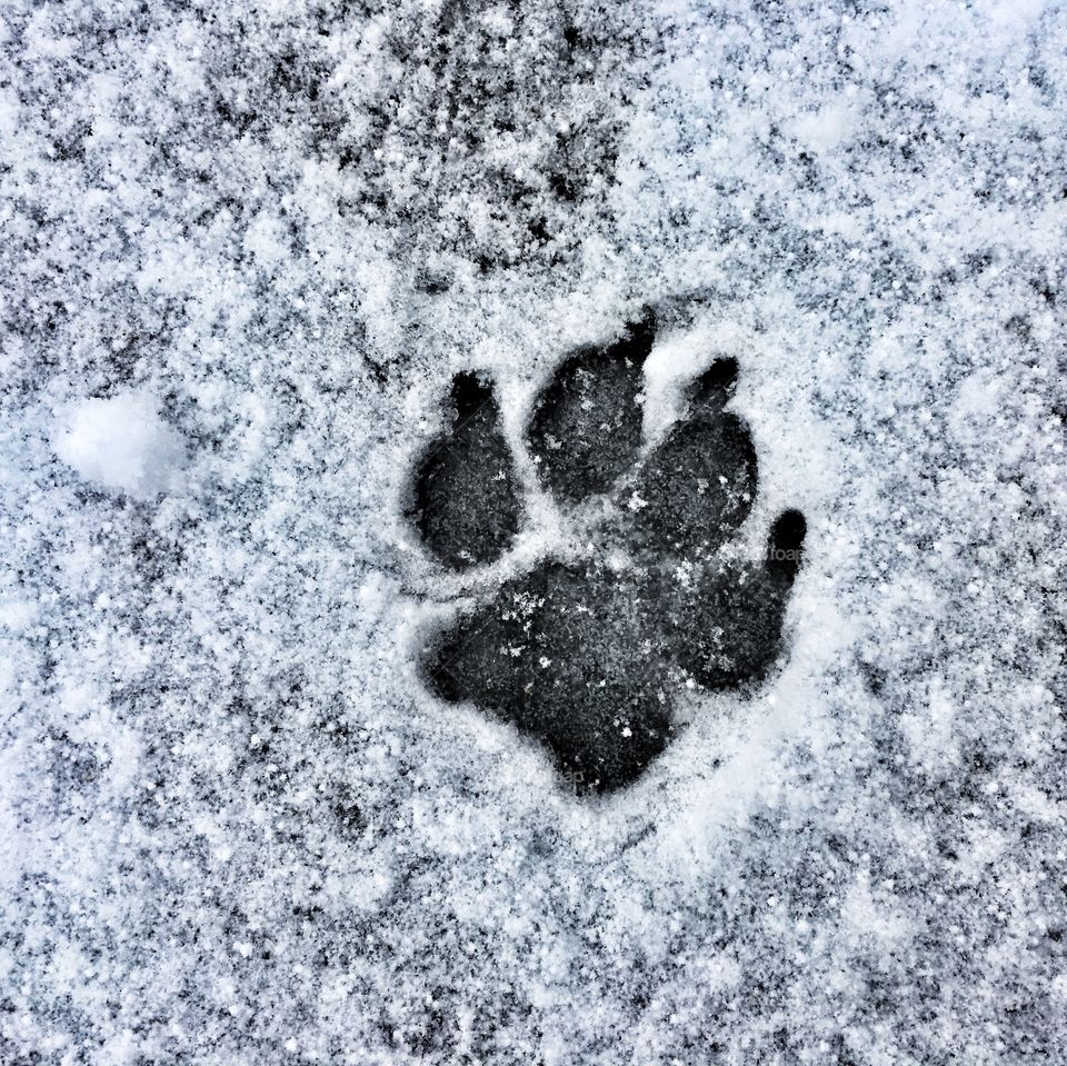 Winter paw print