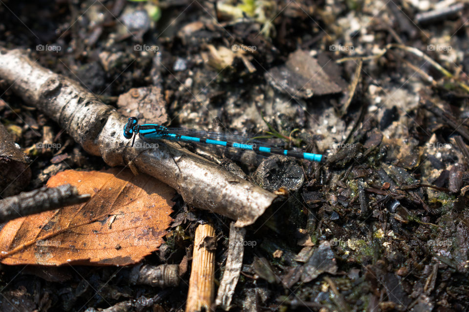 Shot this dragonfly in the woods
