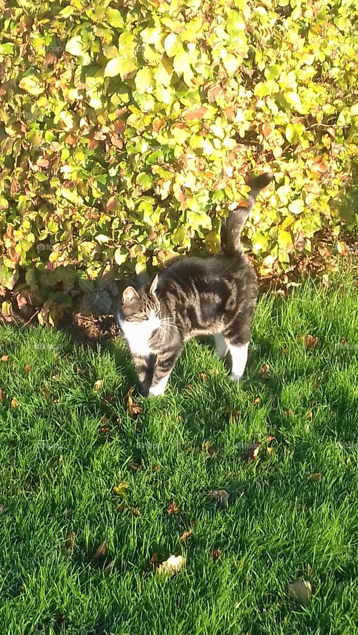 A cat is looking for something or someone or somewhere else in Silkeborg city in Denmark