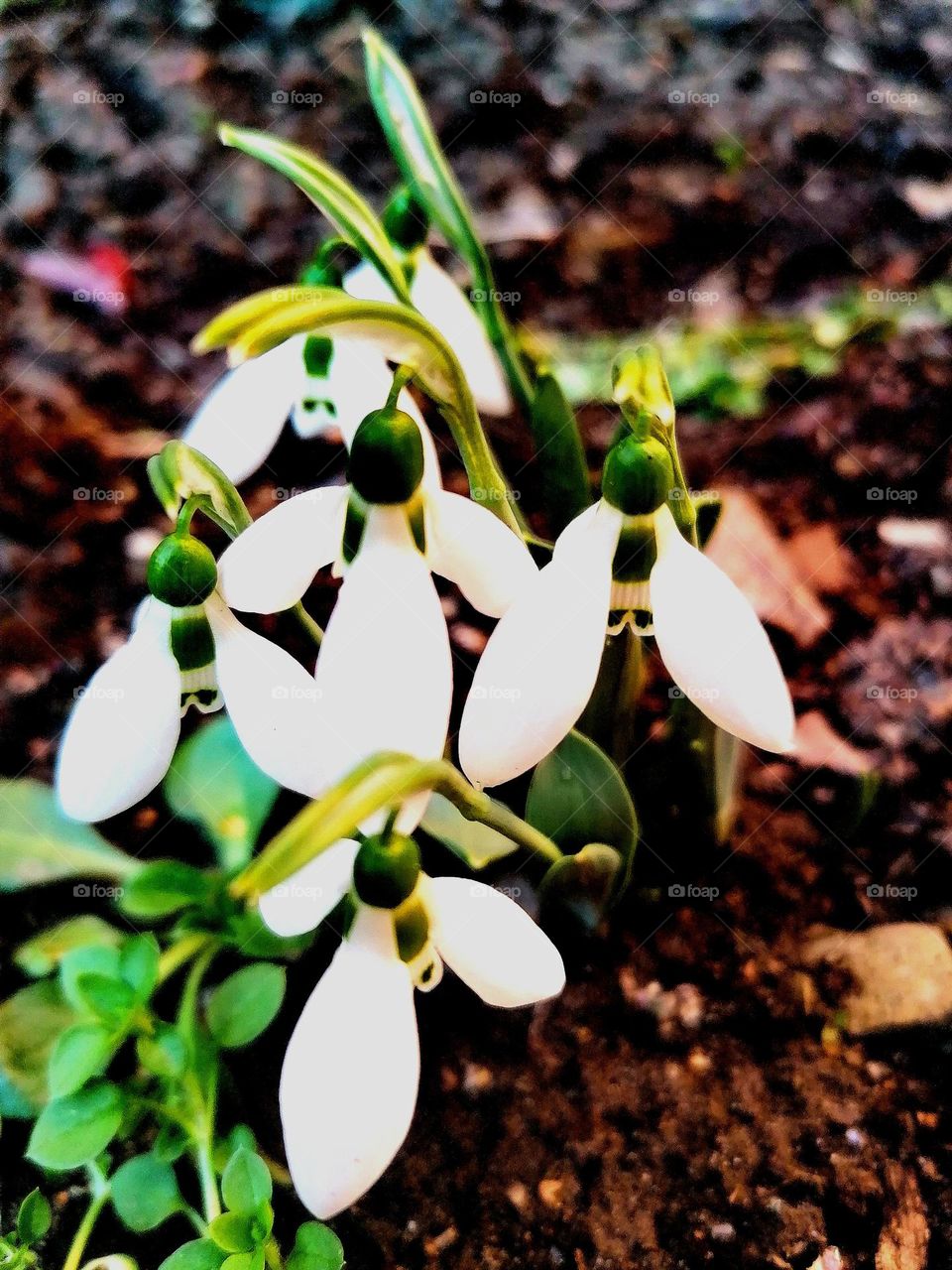 snowdrop