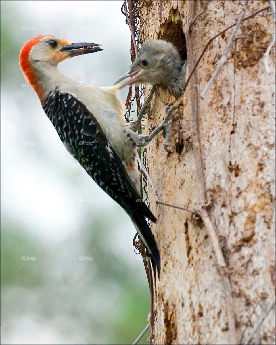 Inpatient , adorable Woodpecker chick pulling at his busy mother’s feathers urging her to feed him.