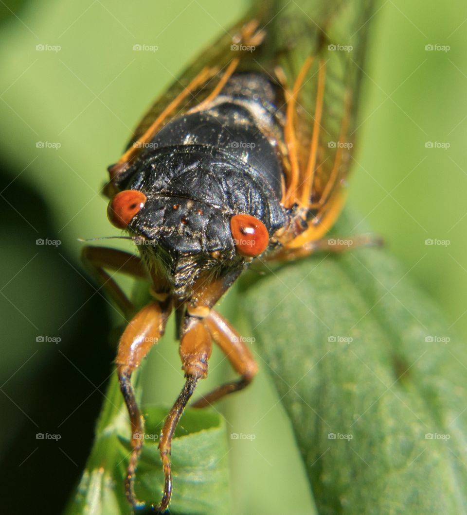 Cicada closeup 