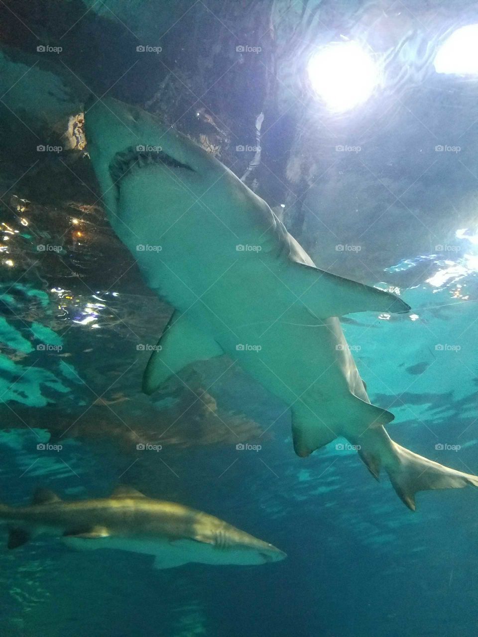 Shark from below