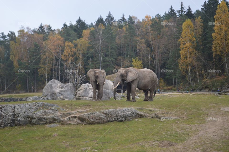 Elephant in sweden