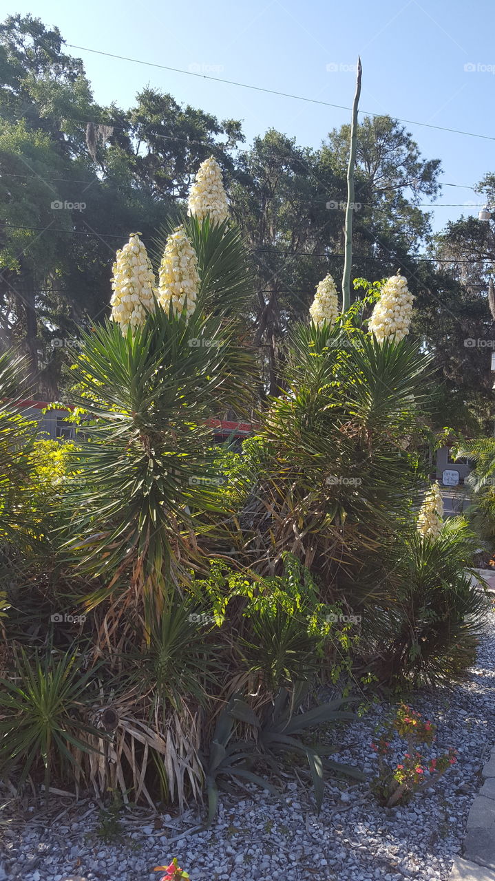 palm tree bloom