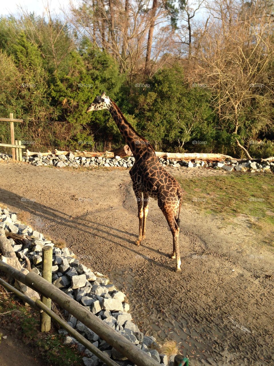 Giraffe at the zoo 