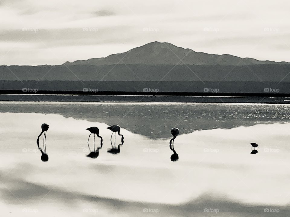 Flamingos in the Atacama desert 