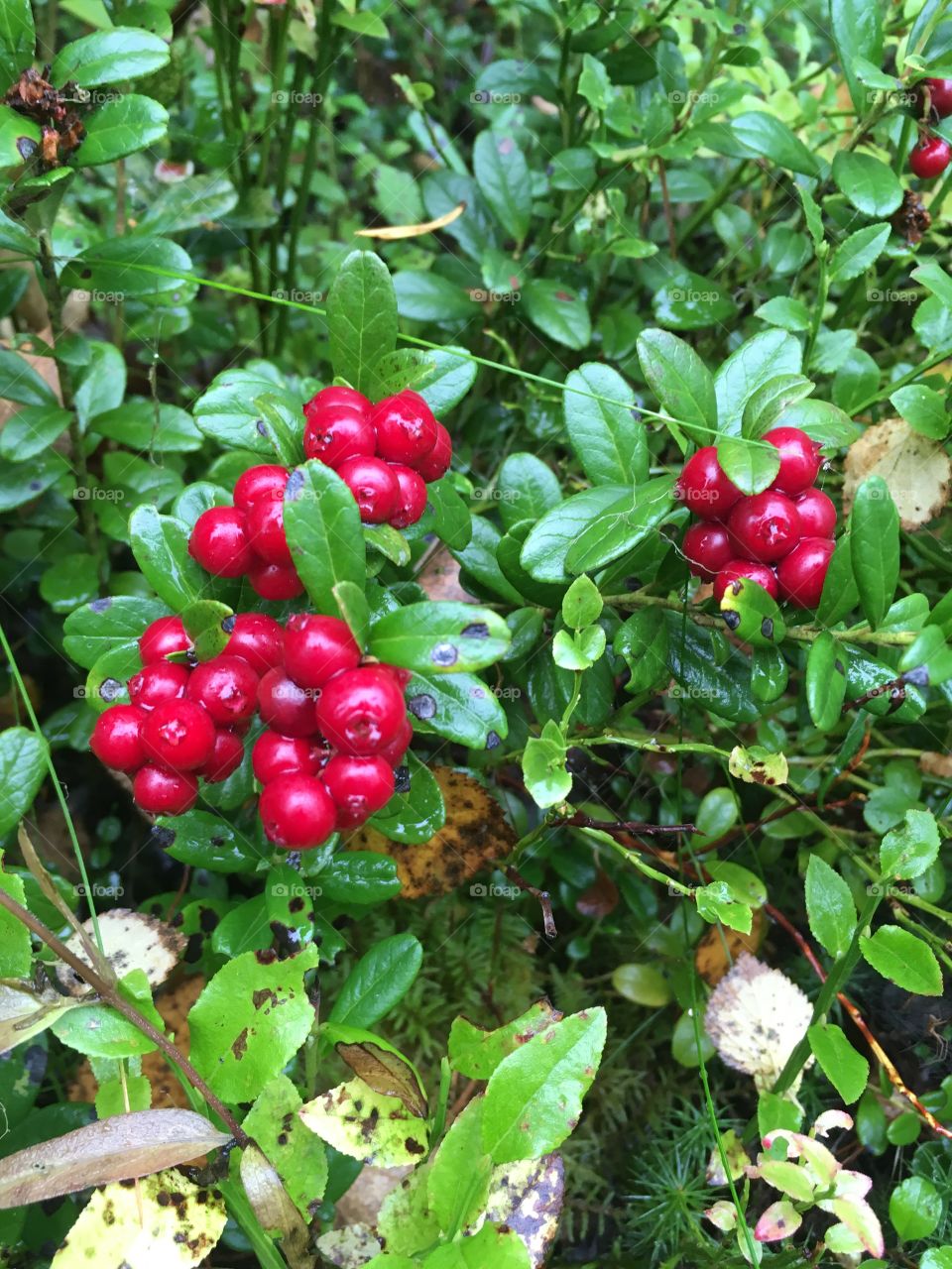 Lingonberries