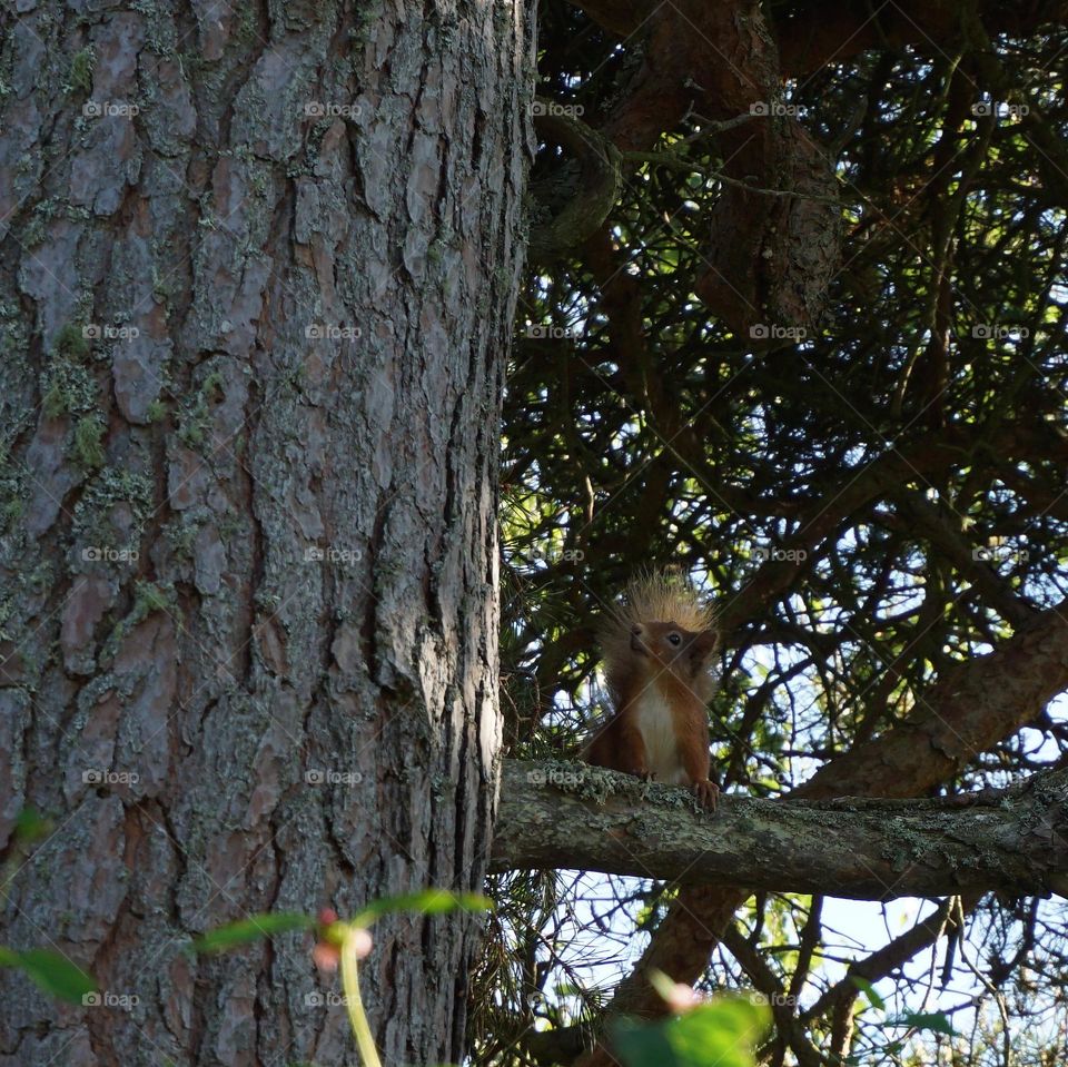 A little red squirrel in a Scottish garden 🐿️