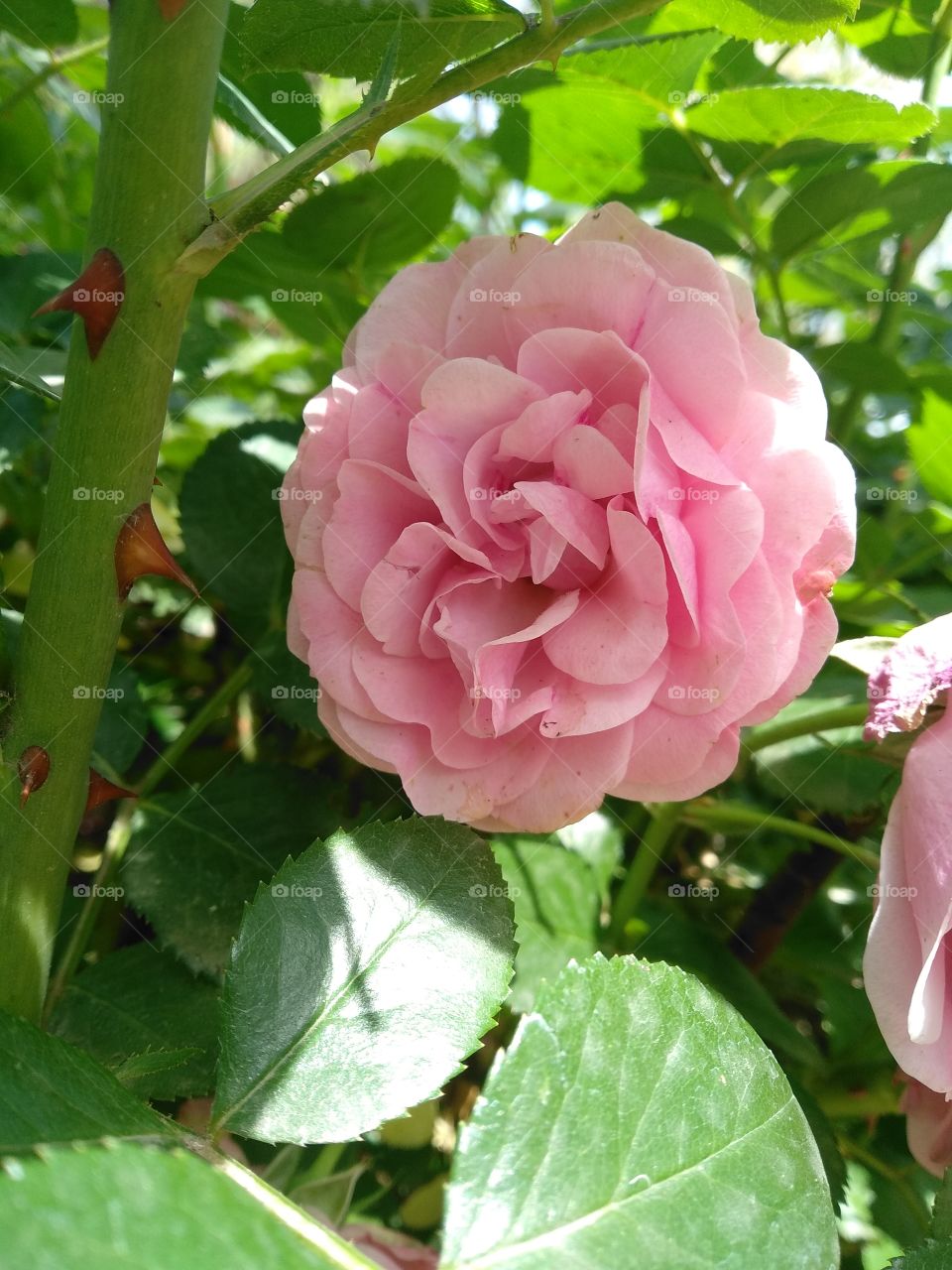 Pink head rose