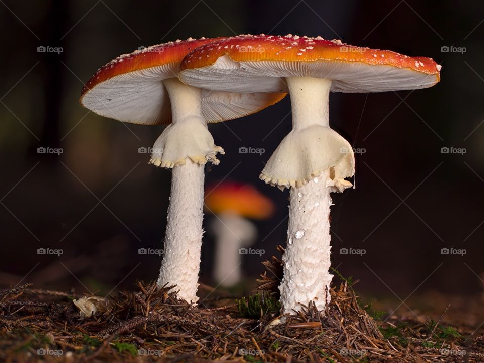 fungi