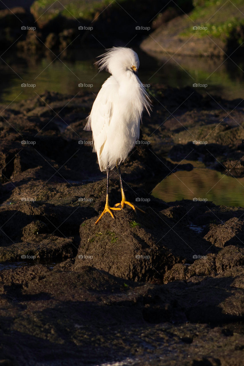 Crane bird