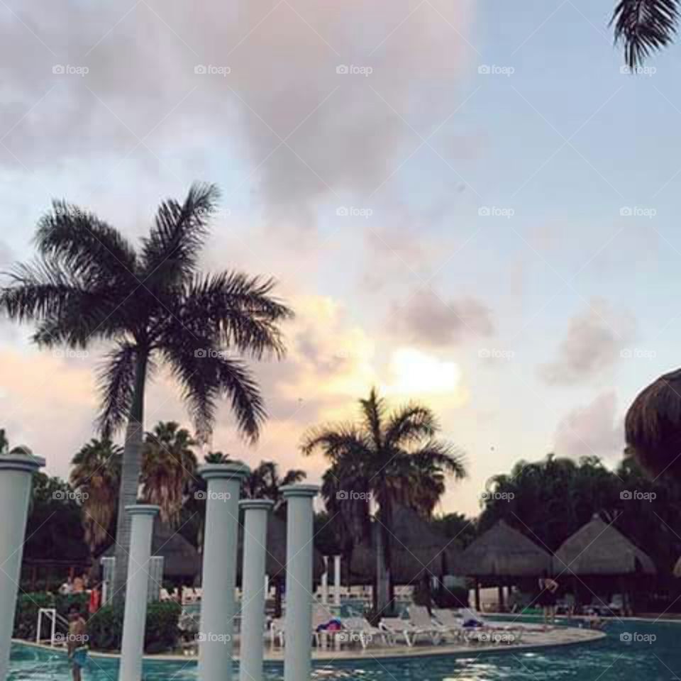 Resort, Palm, Beach, Hotel, Tree