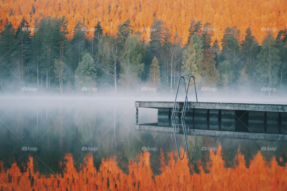 Misty morning . Oslo, peaceful Sognsvann area. Rising sun beautifully paints cold trees. Colours of Norwegian autumn.