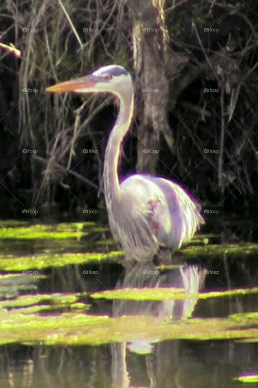 The Great Blue Heron on the prowl