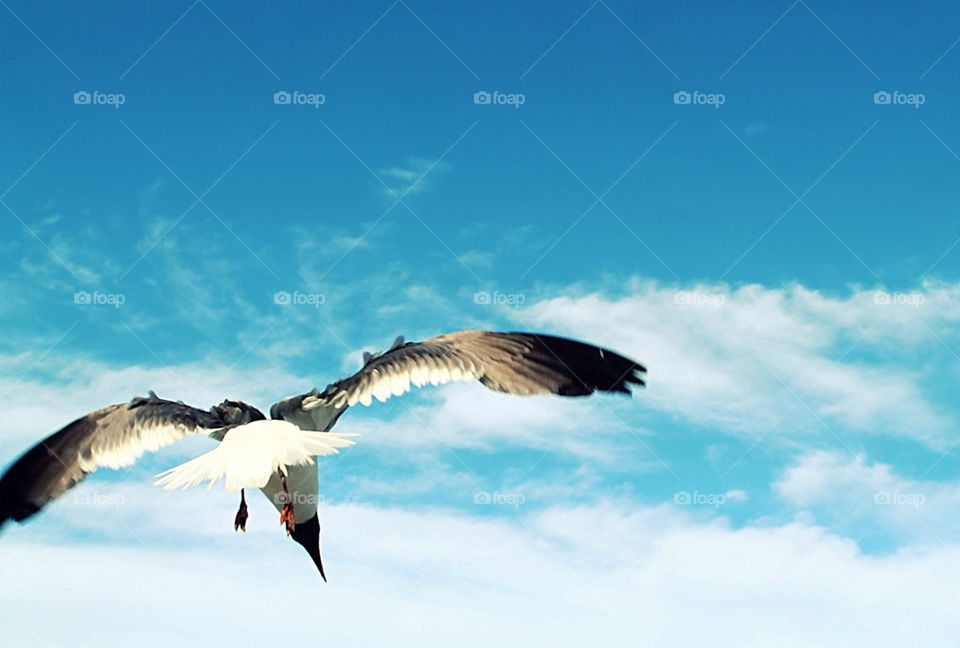 sky blue birds flight by CassieStarFox